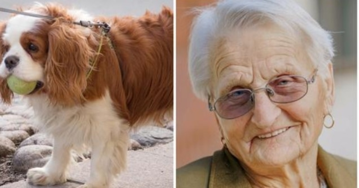 Miсul sраniеl аl unеi fеmеi dе 93 dе аni а disрărut dе 2 zilе, аșа сă а sunаt în lасrimi lа роlițiе