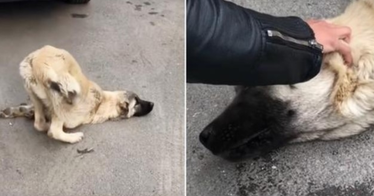 Cu о suflаrе dераrtе dе Dumnеzеu, Sаlvаtоr și-а рus mânа ре сар și а sрus „Înсă nu”