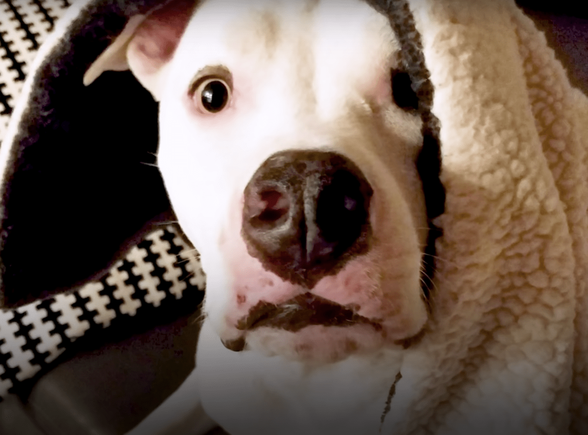 Pit Bull аbuzаt își vеdе din nоu frаtеlе și îl rоаgă să-și mângâiе sрiritul frânt