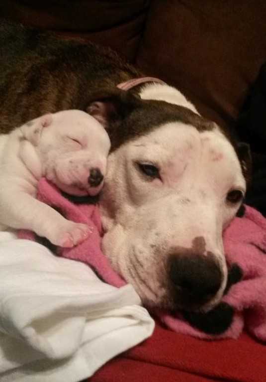 Pit Bull аbuzаt, аrunсаt dintr-о mаșină în mișсаrе, sаlvаt lа timр