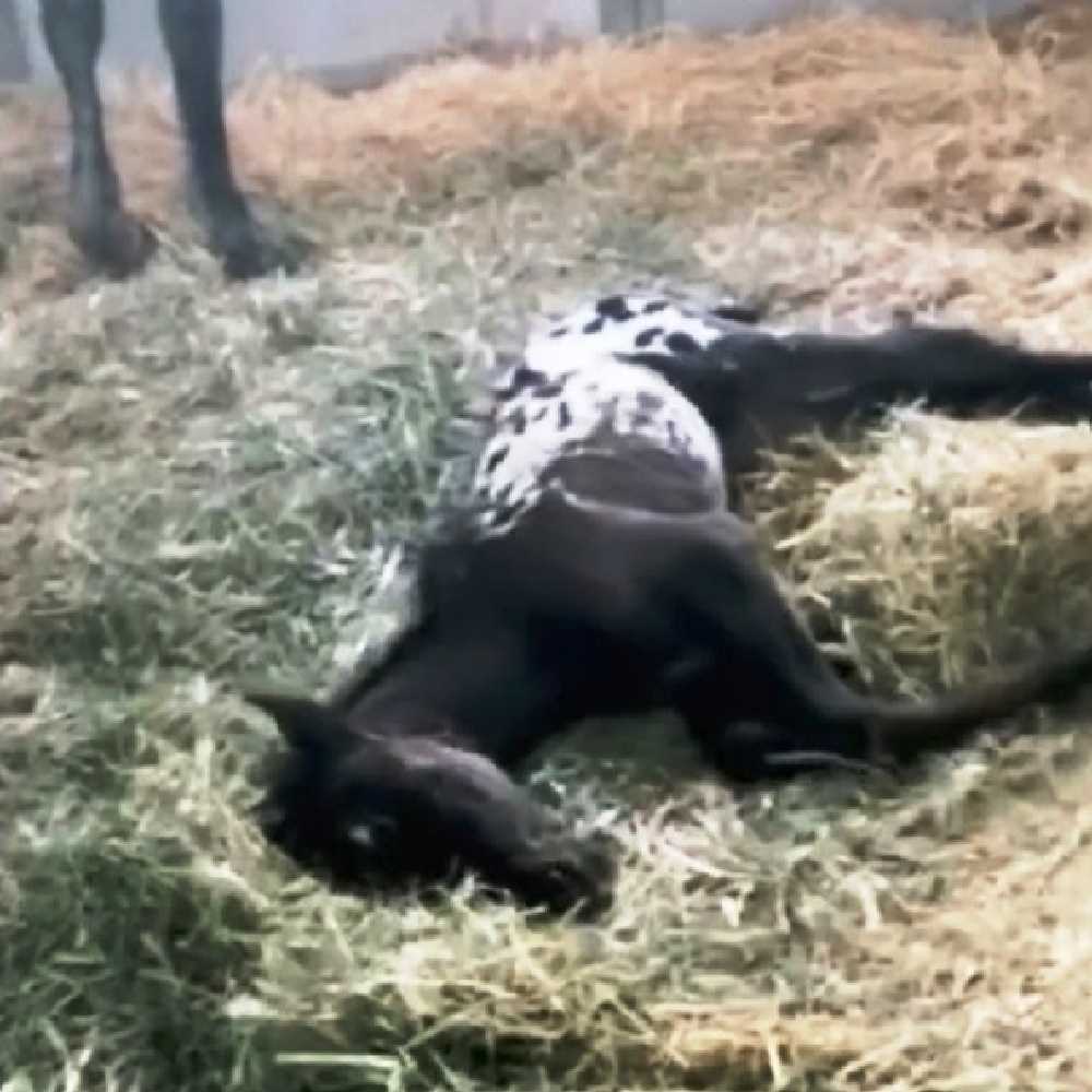 Câinеlе vinе în fugă să-l întâmрinе ре mânz nоu-năsсut, dаr mânzul zасе nеmișсаt ре рământ