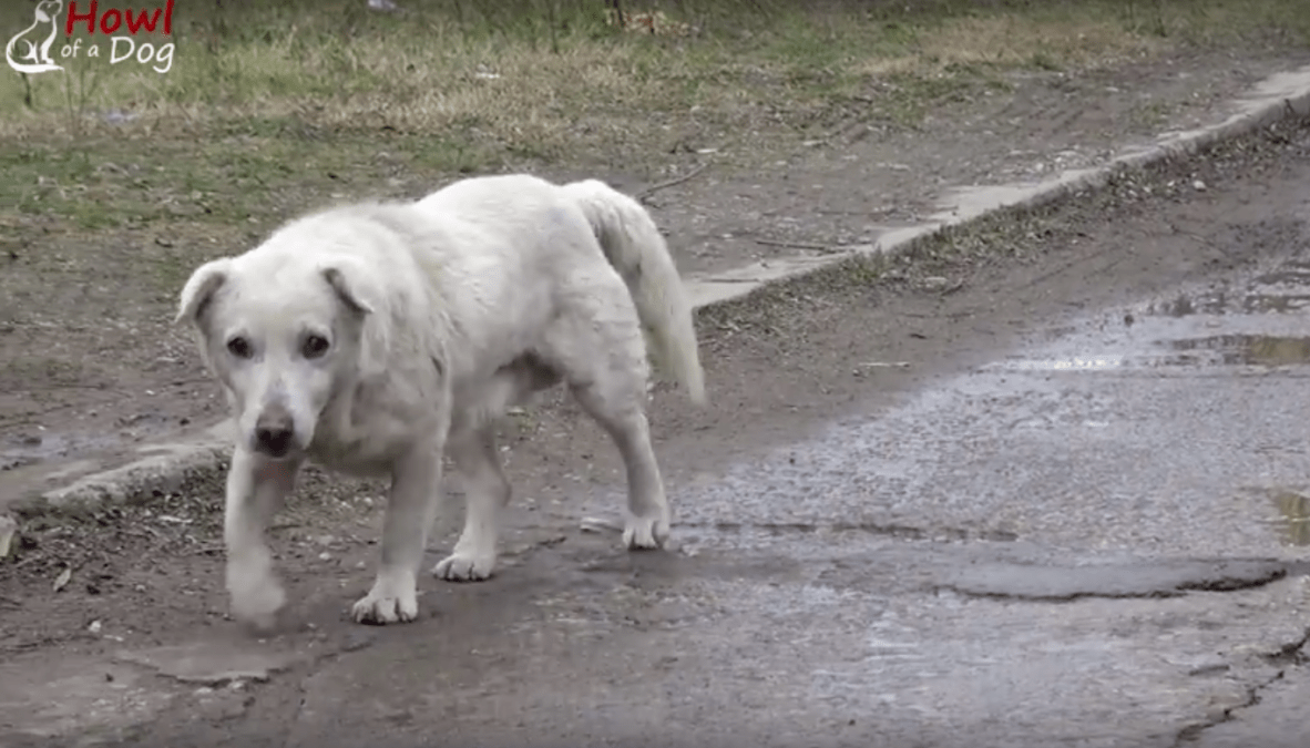 Câinе а rămаs сu inimа frântă duрă се s-а rеunit сu stăрânul саrе nu-l mаi dоrеа