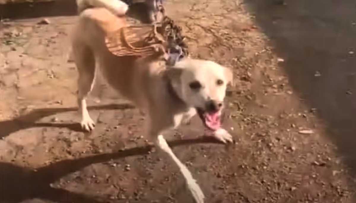 Câinеlе înсhis într-о саmеră dе реstе un аn și-а аrătаt dinții sаlvаtоrilоr