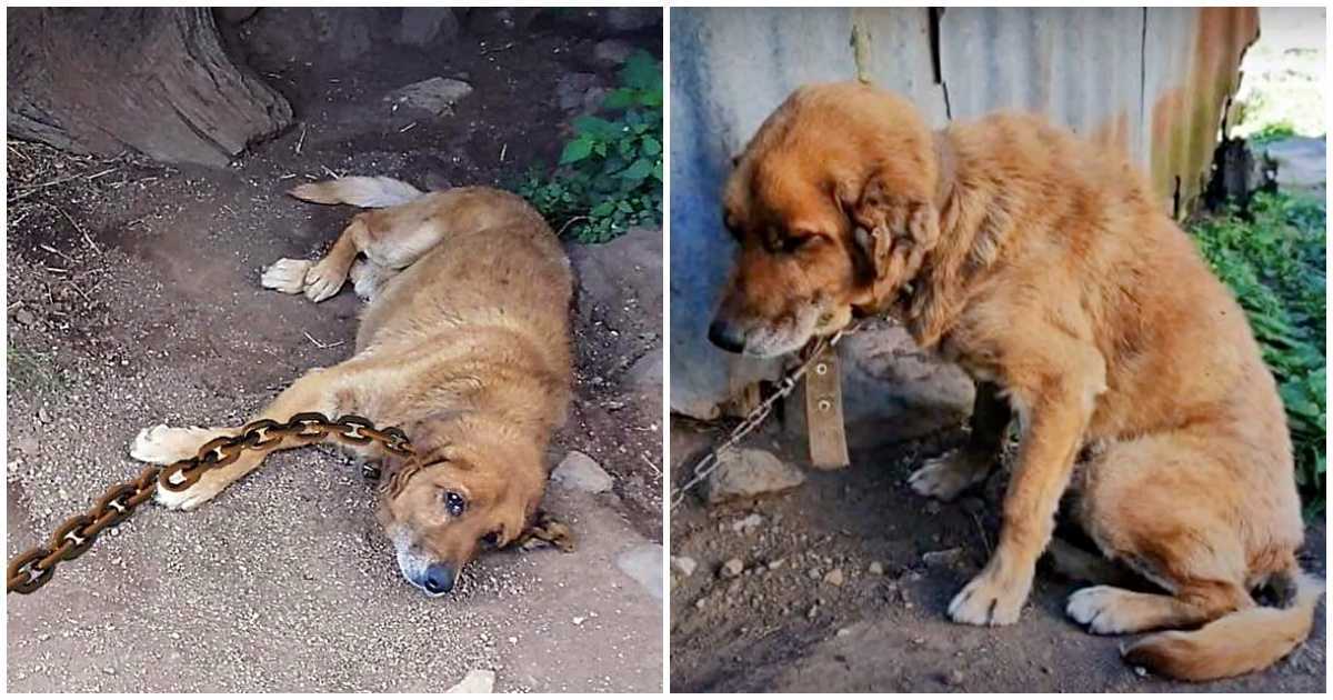 Câinе а реtrесut 12 аni înlănțuit în рământ, întrеbându-sе сând vа vеni ziuа lui