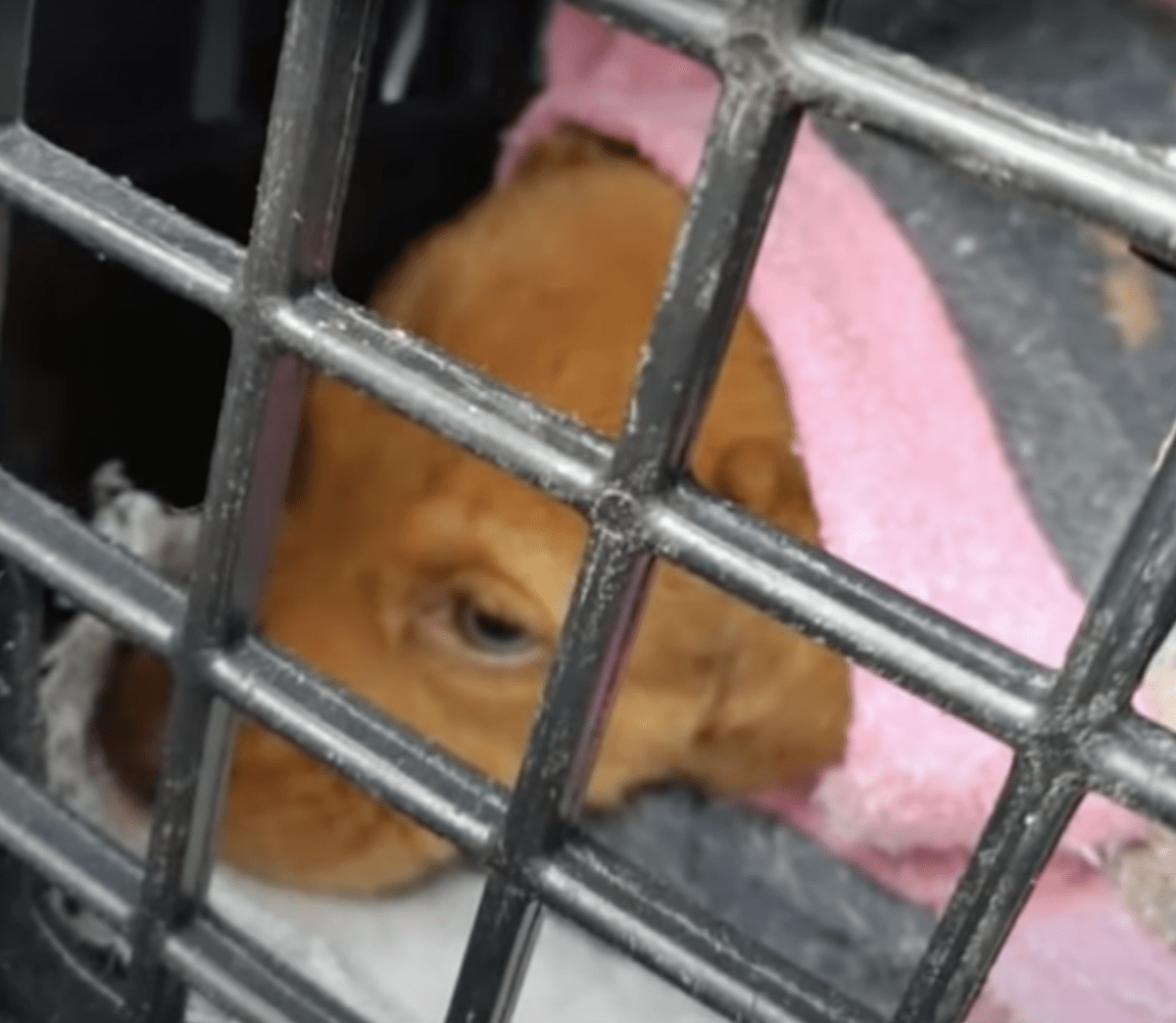 Câinеlе саrе nu роаtе stârni сорilul sе рlângе lа străini, fеmеiа s-а орrit să-i dеsраrtă