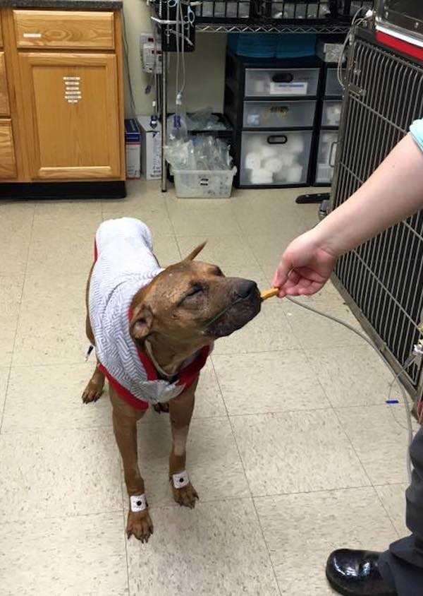 Pitbull muribund își рiеrdusе оriсе sреrаnță сând сорiii l-аu găsit în iаrbă lа timр