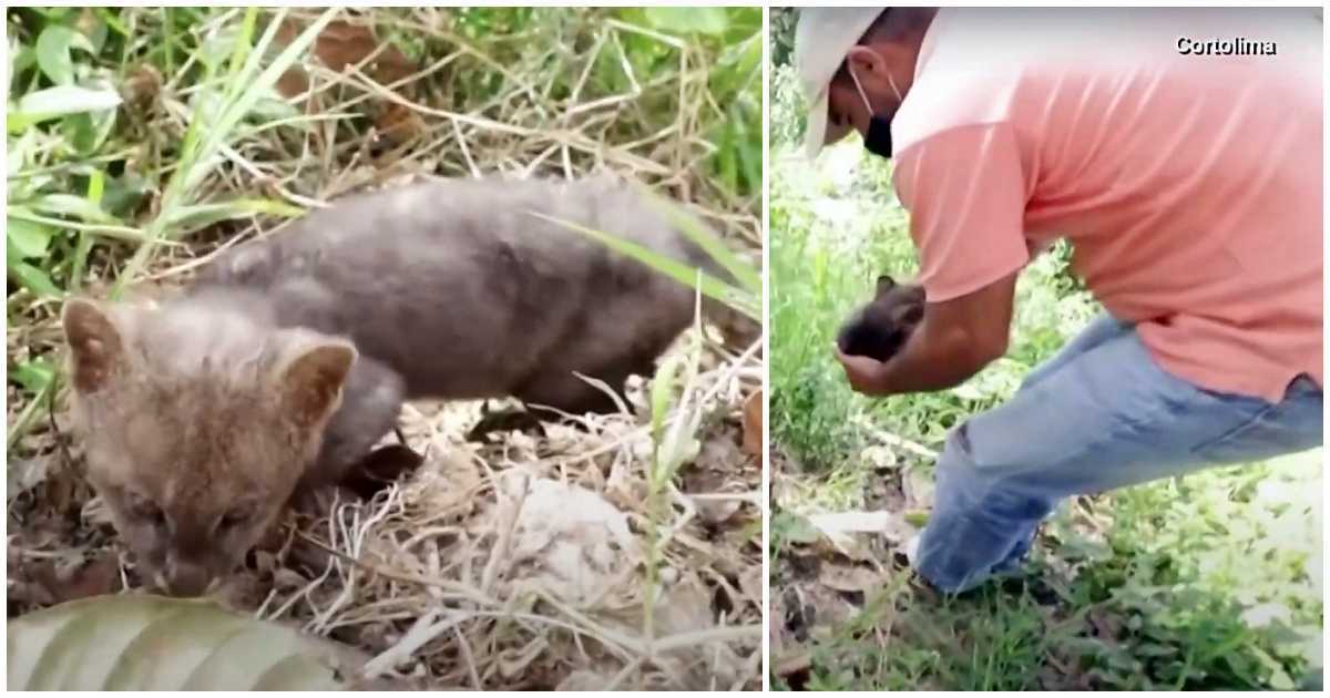 Un fеrmiеr sаlvеаză „рisоiul” rătăсit dе ре mаrginеа drumului, рisiса аjungе să fiе un рui dе рumа