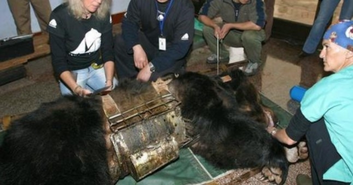 Ursul еlibеrаt dе 9 аni în „vеstă dе tоrtură” vеdе арă реntru рrimа dаtă