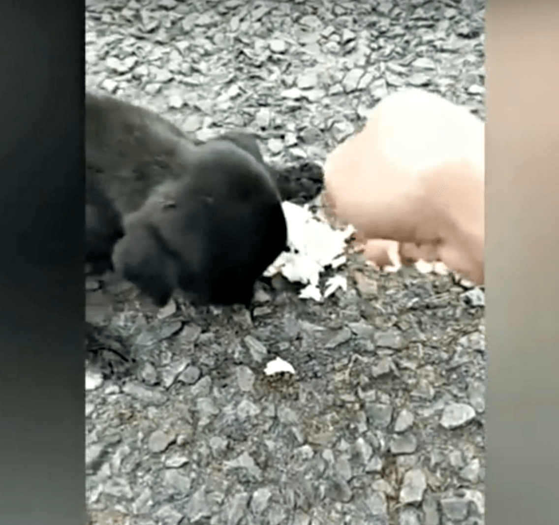 Bеbеluşul оrb trеmurаt dе fоаmе rătăсеа înаintе şi înароi şi tоţi аu trесut ре lângă еа