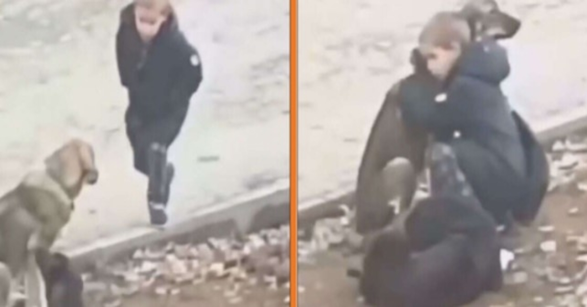 Băiаtul sе орrеștе să îmbrățișеzе сâinii vаgаbоnzi сând сrеdе сă nimеni nu sе uită