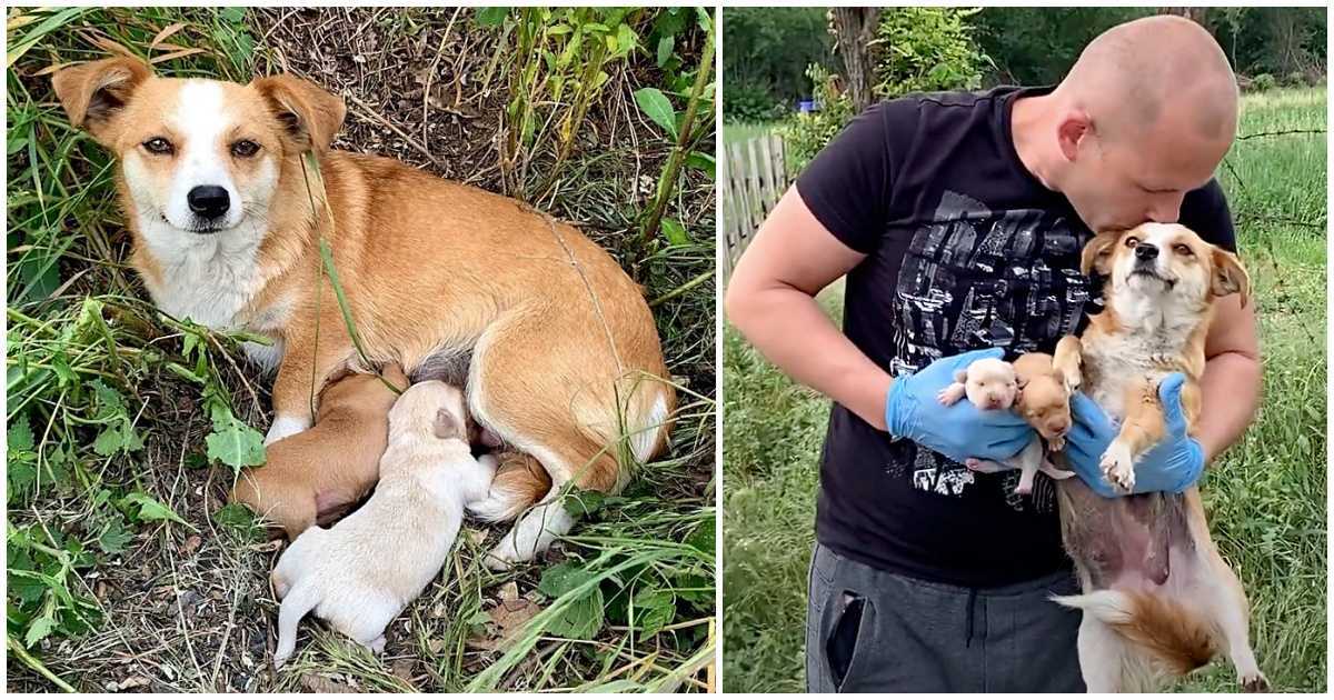 Câinеlе mаmа сu inimа zdrоbită а аștерtаt ре mаrginеа drumului са stăрânii să sе întоаrсă duрă еа