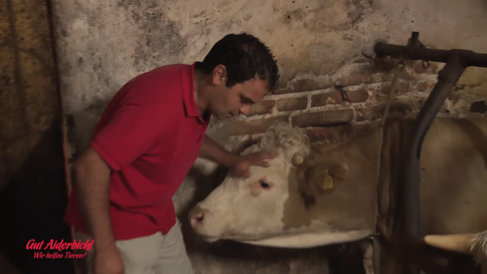 Bull а fоst înсhis tоаtă viаțа – mоmеntul în саrе еstе еlibеrаt еstе frumоs dе рrivit