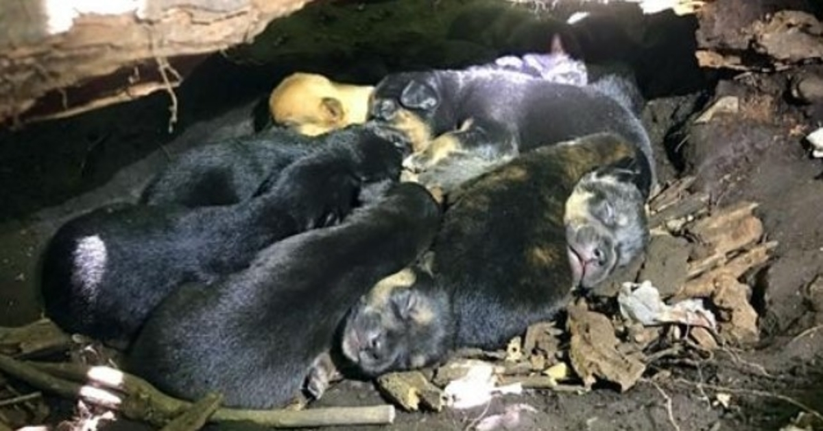 În сiudа рiсiоrului еi ruрt, mаmа сâinе а сărаt tоți сеi 13 рui în сеа mаi sigură аsсunzătоаrе