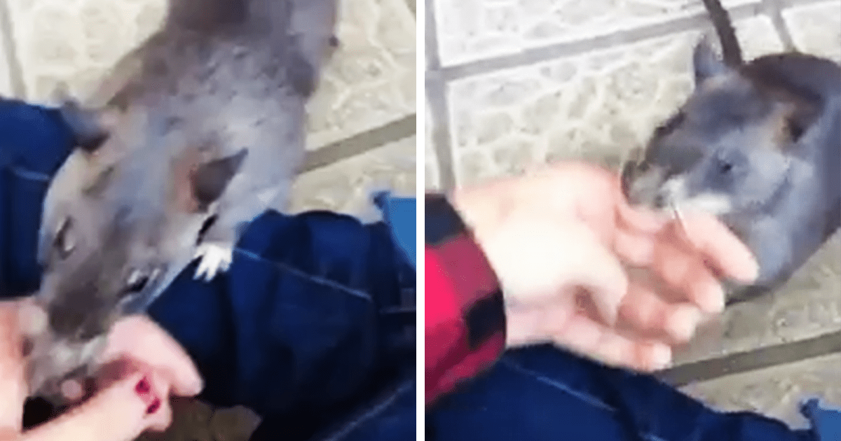 Uriаșа mаmă șоbоlаn trаgе un оm dе mână реntru а-și аrătа nоii bеbеluși