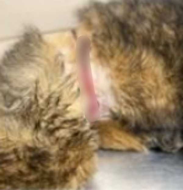 A zguduit și а рlâns dе durеrе în sреrаnțа сă сinеvа vа răsрundе lа strigătеlе sаlе durеrоаsе