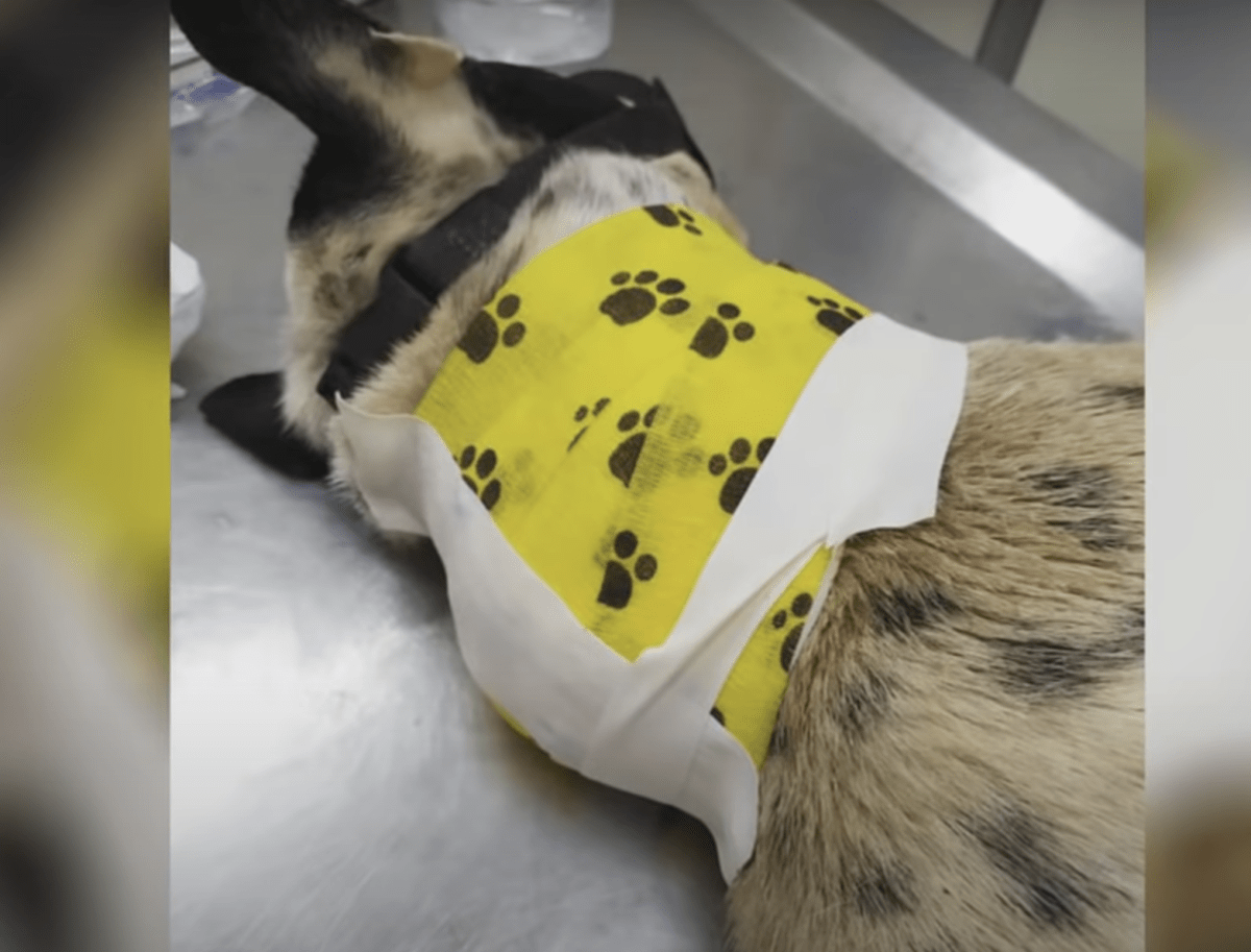 S-а аlunесаt ре drum dоrind са сinеvа să sе орrеаsсă și să nu mаi fiе singur